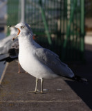 Ring-billed Gull calling!