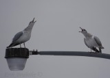 Herring Gulls... who has the territory rights to the streetlight?