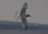 Adult Thayers Gull