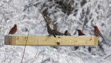 Pine Grosbeak feeder