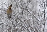 Ruffed Grouse