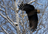 Bald Eagle