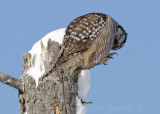 Northern Hawk Owl... look at those fluffy feet