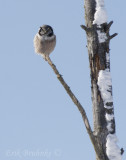 Lone Hawk Owl