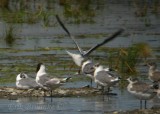 Little Gull