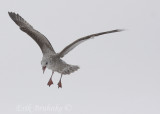 Herring Gull - ahh! Gotta make noise!