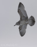 Herring Gull, from the underside