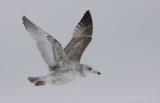 Herring Gull