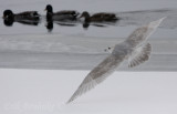 Iceland/Thayers Gull - just baaarely skimming the ice!
