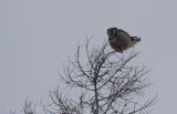 Northern Hawk Owl... sometimes keeping balance can be tricky when its windy