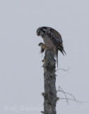 Northern Hawk Owl, with mouse