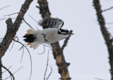 Hairy Woodpecker in flight!