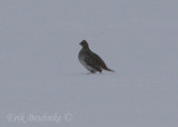 Sharp-tailed Grouse by itself