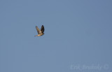 American Kestrel