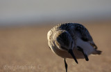 Sanderling scratching its face