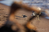 Sanderling through driftwood