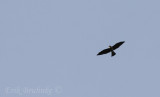 Mississippi Kite