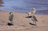 American Golden Plover (bottom right) with Black-bellied Plovers