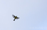 Magnolia Warbler