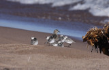 Sanderlings around the American Golden Plover