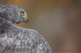 Gray Ghost (adult male Northern Harrier) in-hand