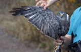 Gray Ghost (adult male Northern Harrier) in-hand