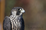 Juvenile Peregrine Falcon