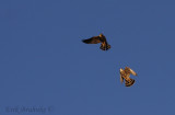 Merlins playing around during the Duluth Audubon Autumn birding hike