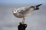 Ring-billed Gull