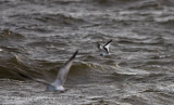 Sabine's Gull