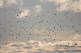 Gulls Galore!