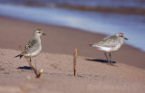 American Golden Plover (left) and Black-bellied Plover (right)