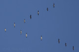 Snow Geese, with Cackling Geese