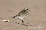 Plover