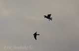 Ring-billed Gull chasing the Merlin away