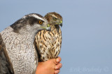 Northern Goshawks in-hand, banded at Hawk Ridge!