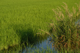 2008 - Risaia nel sud Milano - Rice field near south Milan city limits