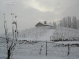 Vigna in inverno - Winter vineyard with snow , Aosta Valley, Italy