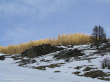 Betulle - Birches , Aosta Valley, Italy