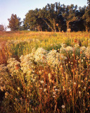 Fall grasses, Glacial Park