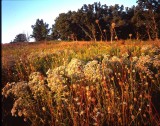 Glacial Park, McHenry County, IL