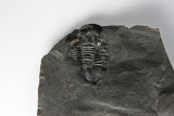 Trilobite