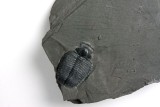 Trilobite