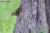 Scoiattolo di persia -Persian squirrel  (Sciurus anomalus)