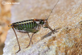 Poecilimon sp