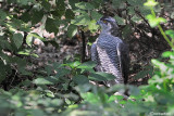 # Astore- Northern Goshawk (Accipiter gentilis)