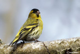 Lucherino- Eurasian Siskin (Carduelis spinus)