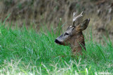 Capriolo-Roe Deer  (Capreolus capreolus)