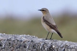 Culbianco -Northern Wheatear(Oenanthe oenanthe)