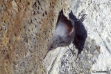 Picchio muraiolo -Wallcreeper(Tichodroma muraria)